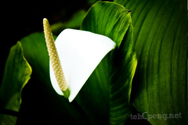 White flower- Borneo Highlands Resort