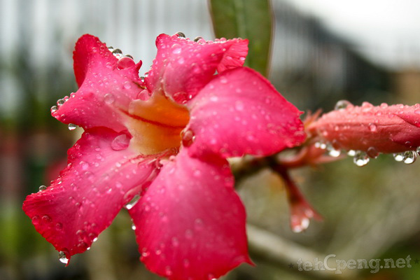 Flower in droplets