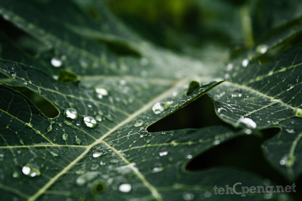 Droplets on the leaves of a Papaya fruit tree